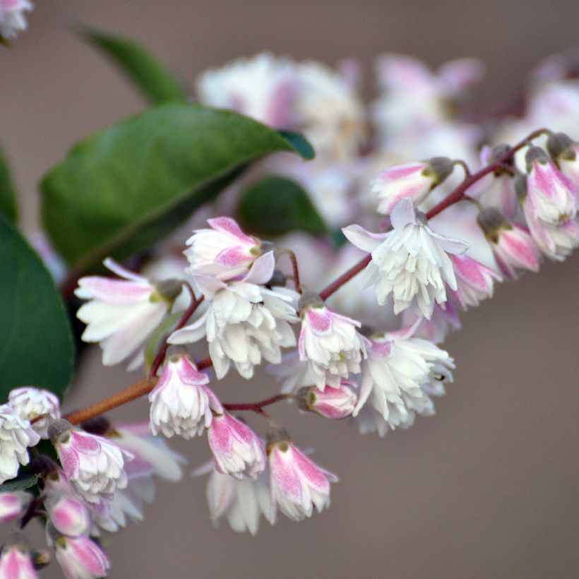Deutzia scabra Plena - Scharfe Deutzie (Blüte)