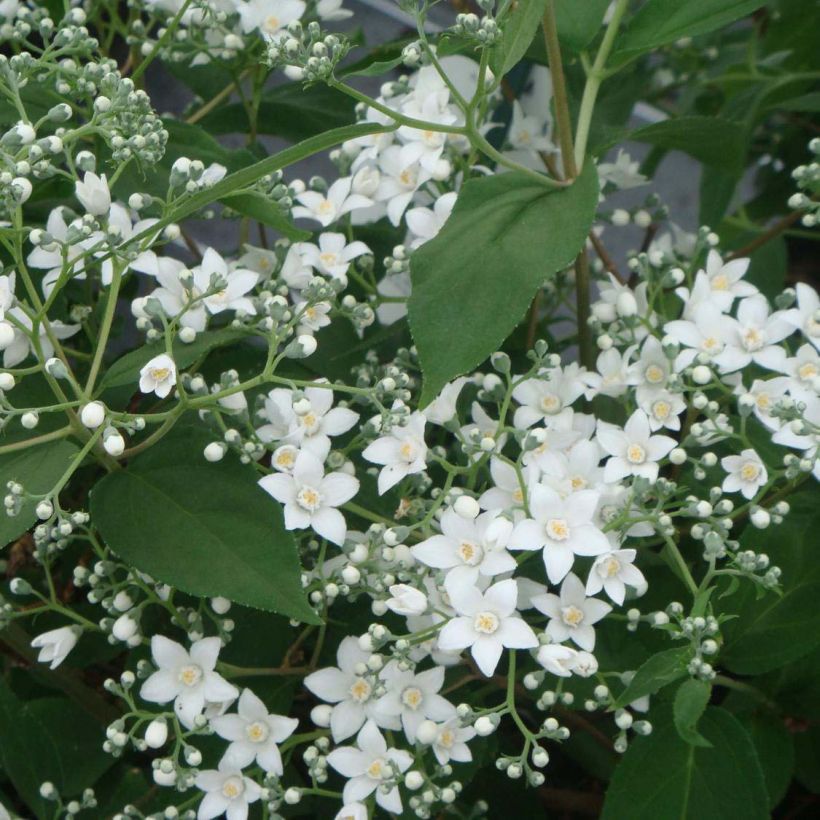 Deutzia setchuenensis var. corymbiflora - Sichuan-Deutzie (Flowering)
