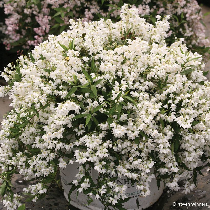 Deutzia Yuki Snowflake - Deutzie (Wuchs)