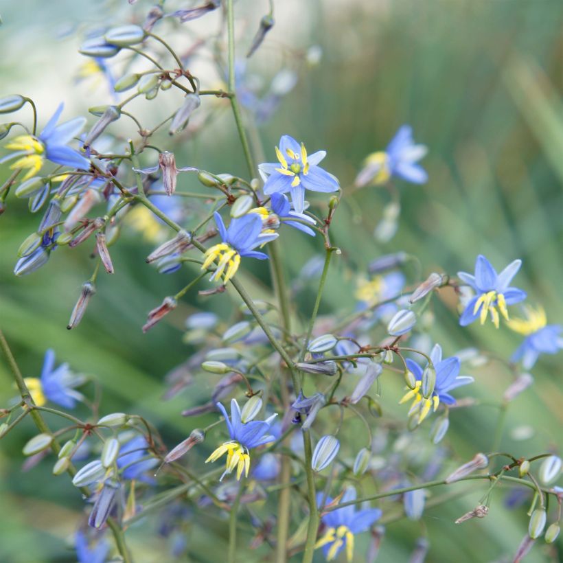Dianella revoluta Coolvista - Blaue Flachslilie (Flowering)