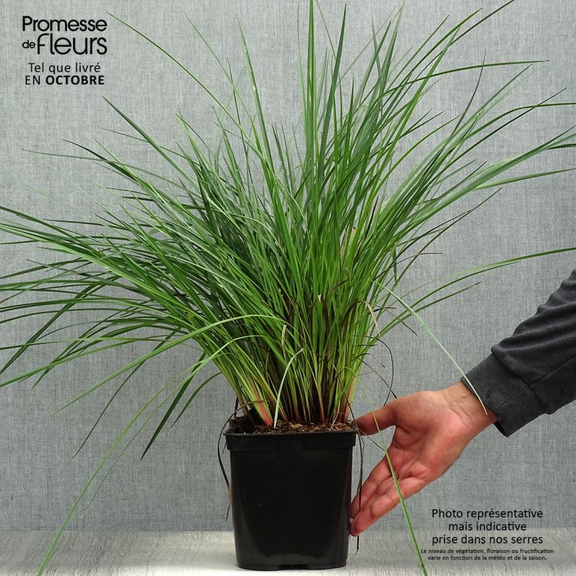 Exemplar von Dianella revoluta Coolvista - Blaue Flachslilie Topf mit 1L/1,5L wie im Herbst geliefert