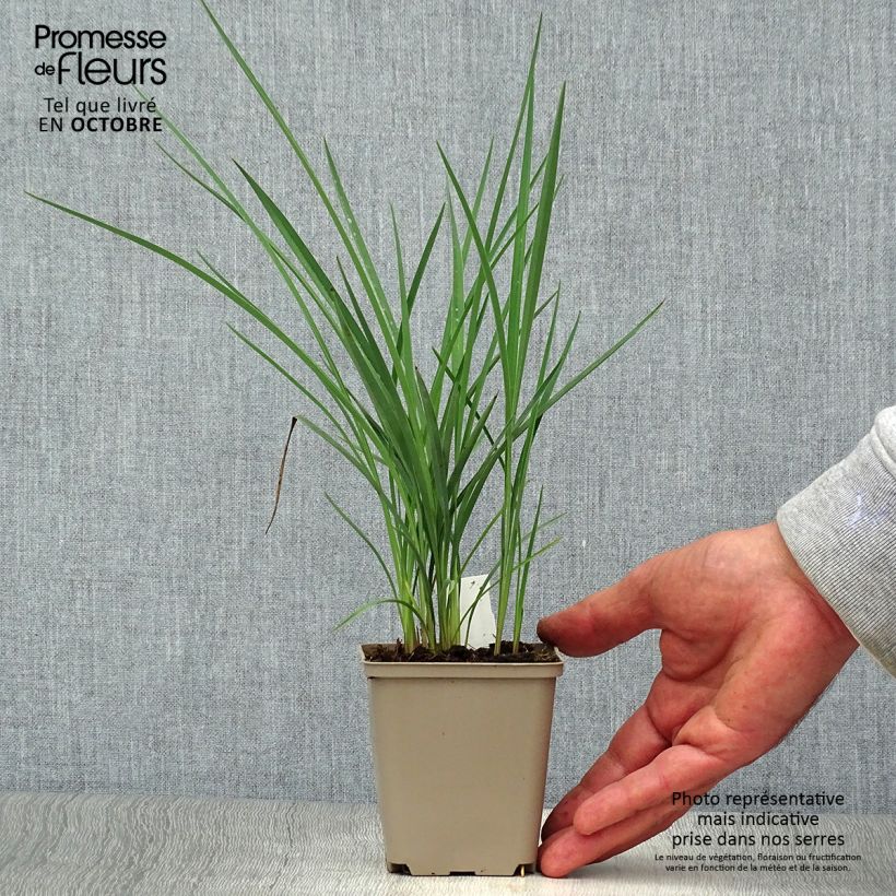 Exemplar von Dianella revoluta Coolvista - Blaue Flachslilie Kleine Töpfe von 8/9 cm wie im Herbst geliefert