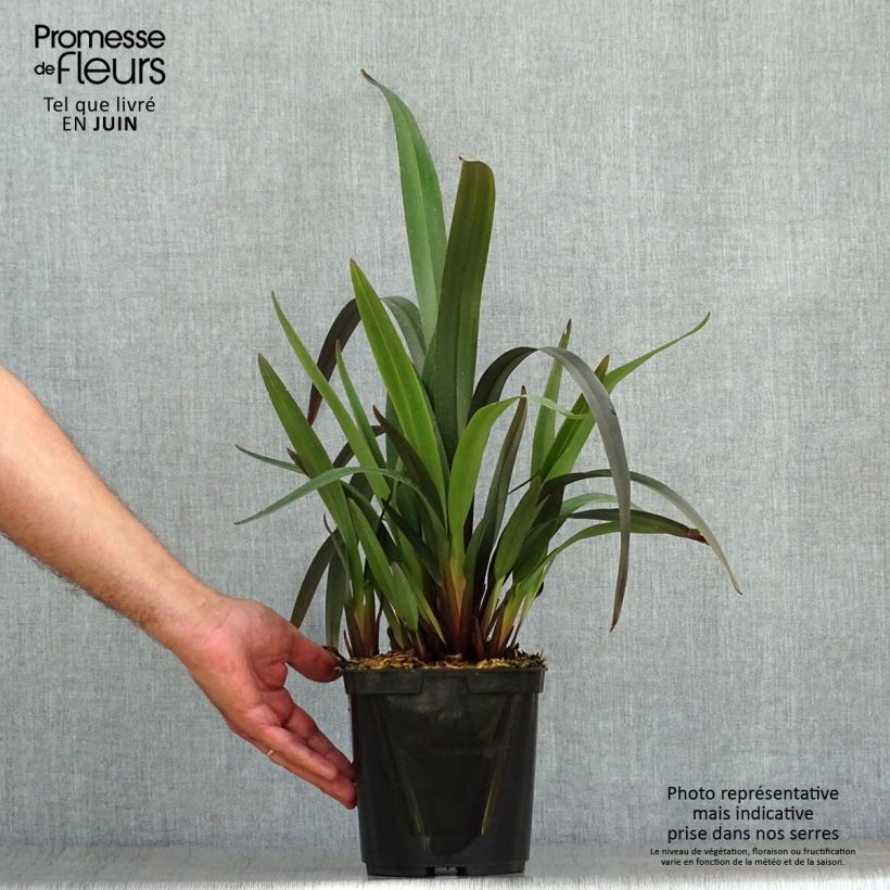 Exemplar von Dianella tasmanica Blaze - Blaue Flachslilie Topf mit 2L/3L wie im Sommer geliefert