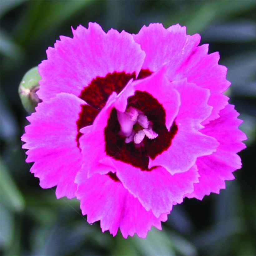 Garten-Nelke Evening Star - Dianthus (Flowering)
