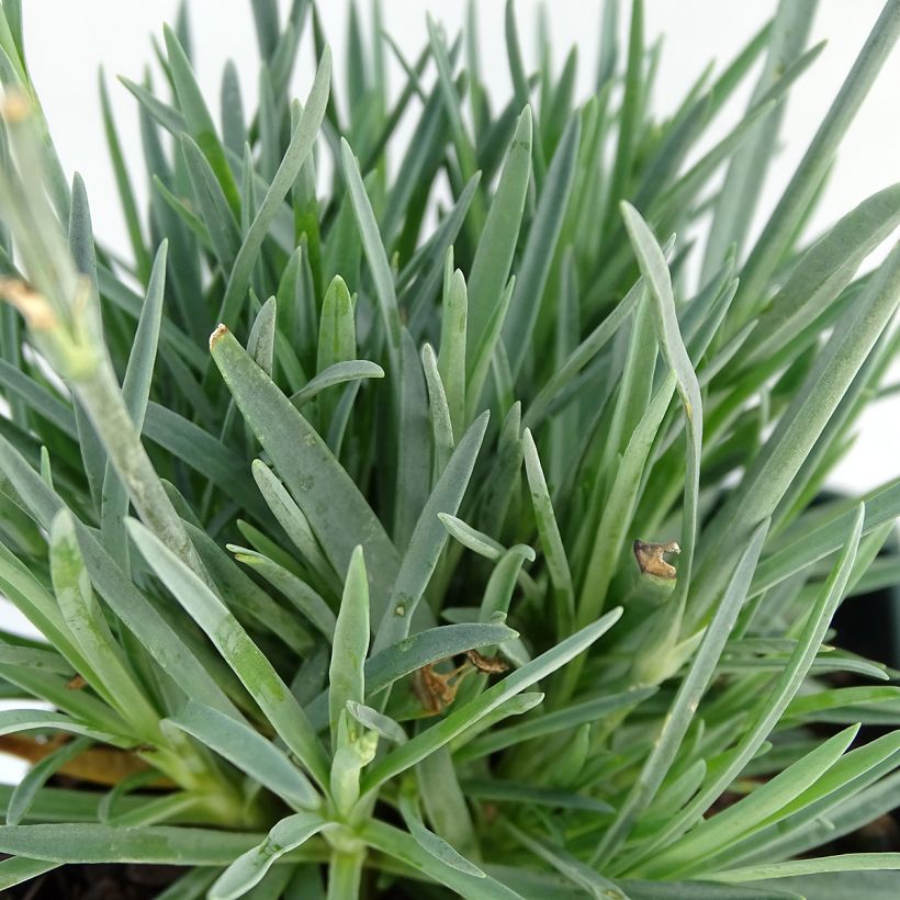 Garten-Nelke Evening Star - Dianthus (Foliage)