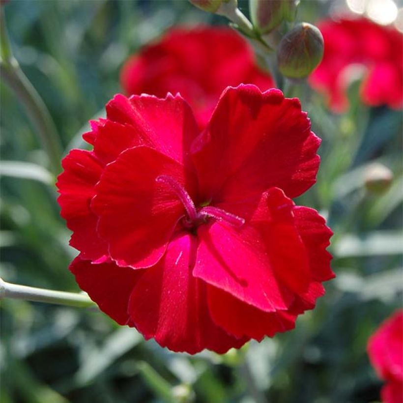 Dianthus alwoodii Fusilier - Garten-Nelke (Flowering)