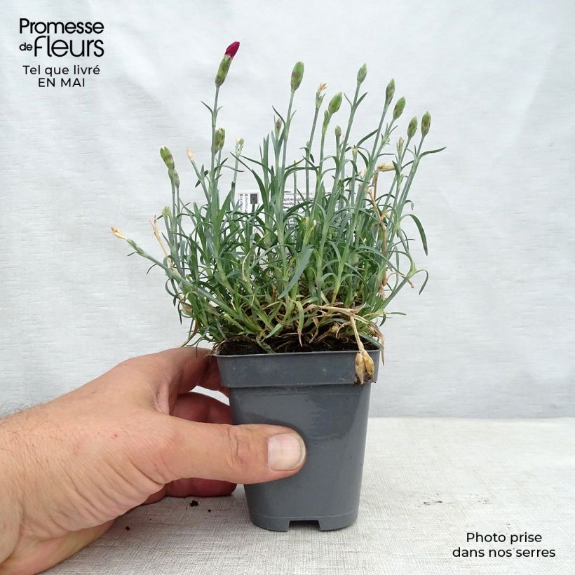 Example of Dianthus alwoodii Fusilier - Garten-Nelke Kleine Töpfe von 8/9 cm as you get in printemps