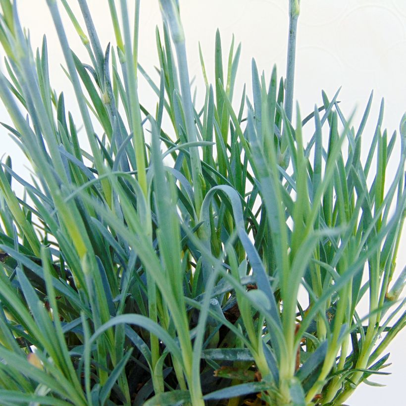 Dianthus alwoodii Fusilier - Garten-Nelke (Foliage)