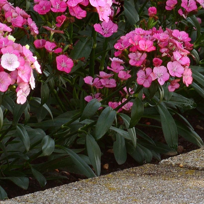 Dianthus barbatus Jolt Pink Magic - Bartnelke (Laub)