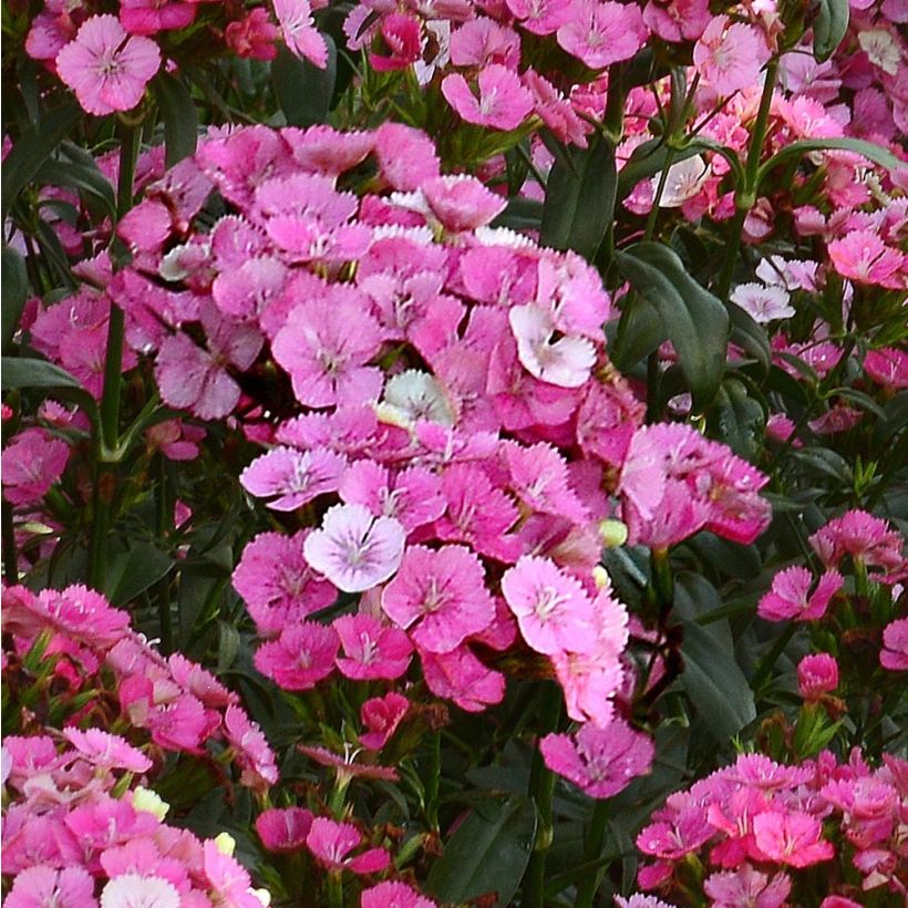 Dianthus barbatus Jolt Pink Magic - Bartnelke (Blüte)