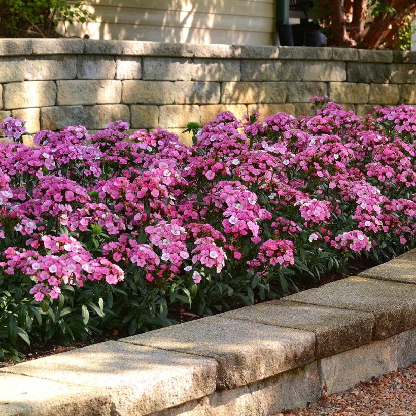 Dianthus barbatus Jolt Pink Magic - Bartnelke (Wuchs)