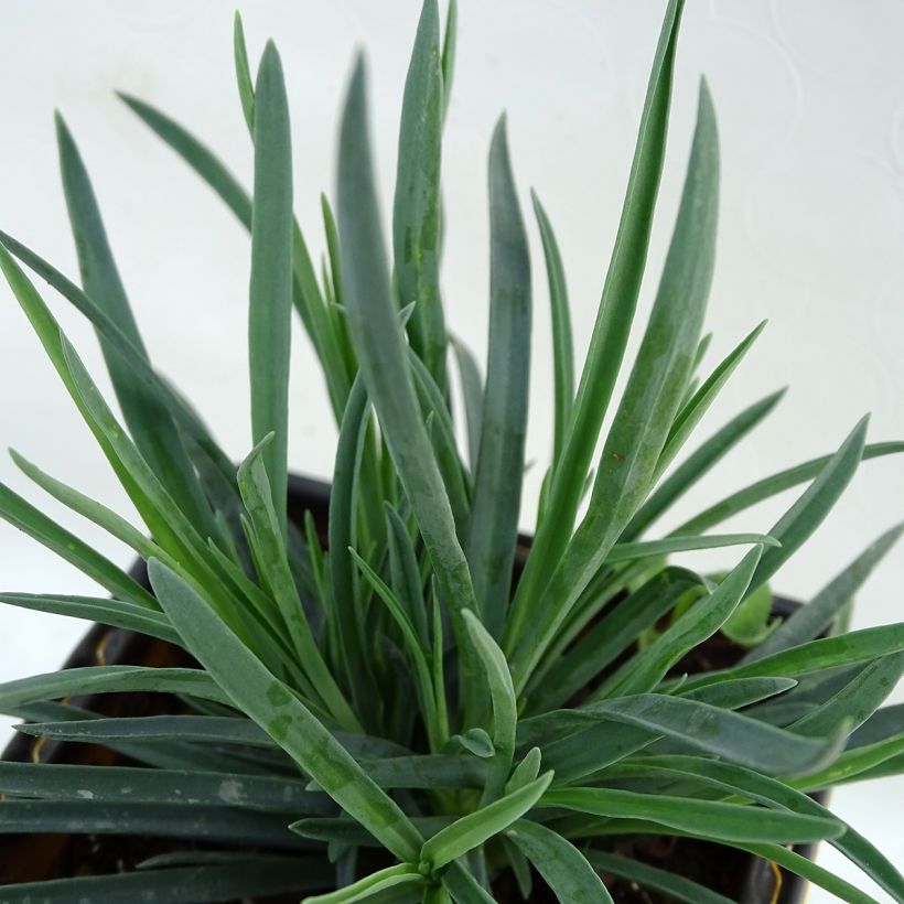 Feder-Nelke Scent First Coral Reef - Dianthus plumarius (Foliage)