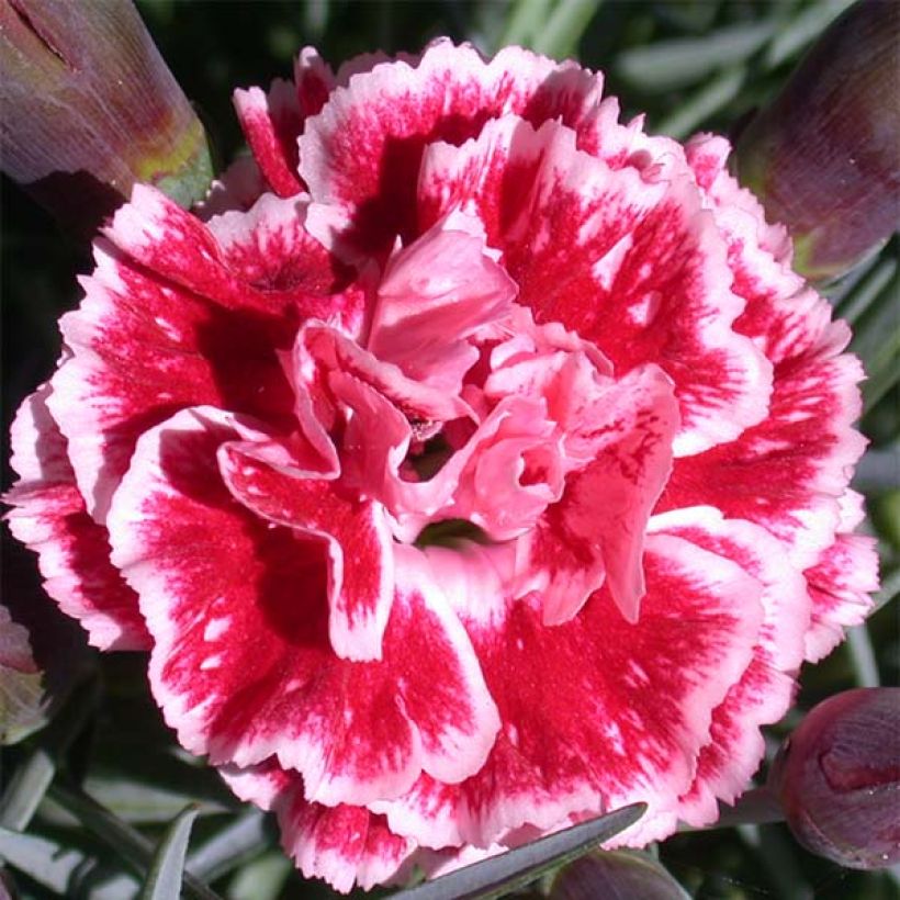 Feder-Nelke Scent First Sugar Plum - Dianthus plumarius (Flowering)