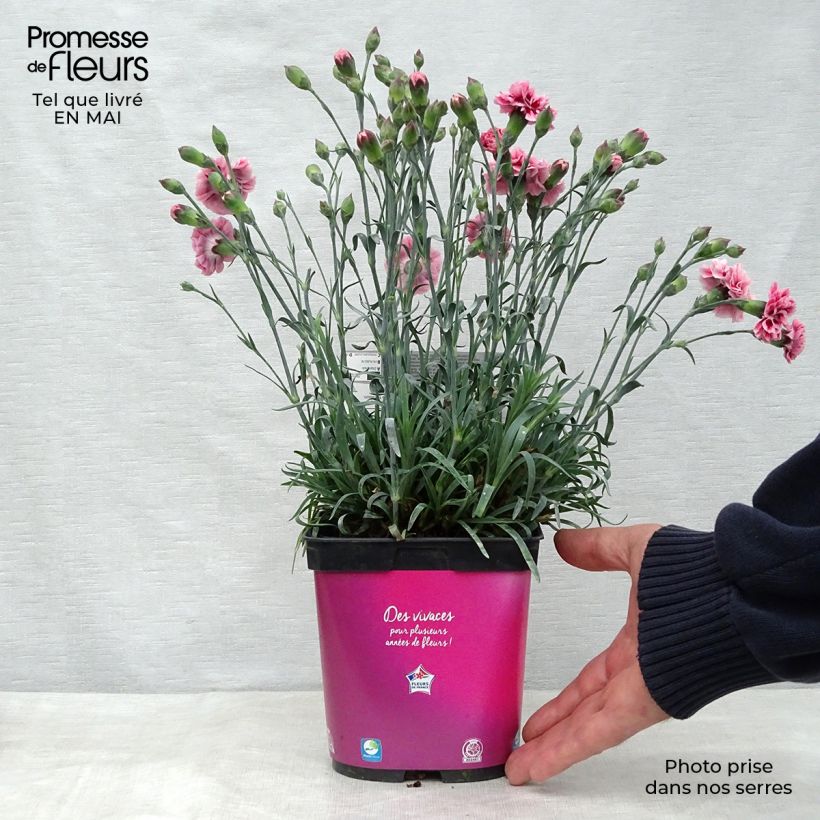 Example of Feder-Nelke Scent First Sugar Plum - Dianthus plumarius Topf mit 2L/3L as you get in printemps