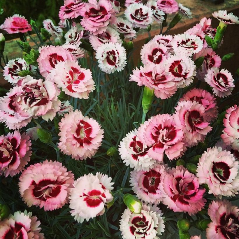 Garten-Nelke Whatfield Supergem - Dianthus (Wuchs)