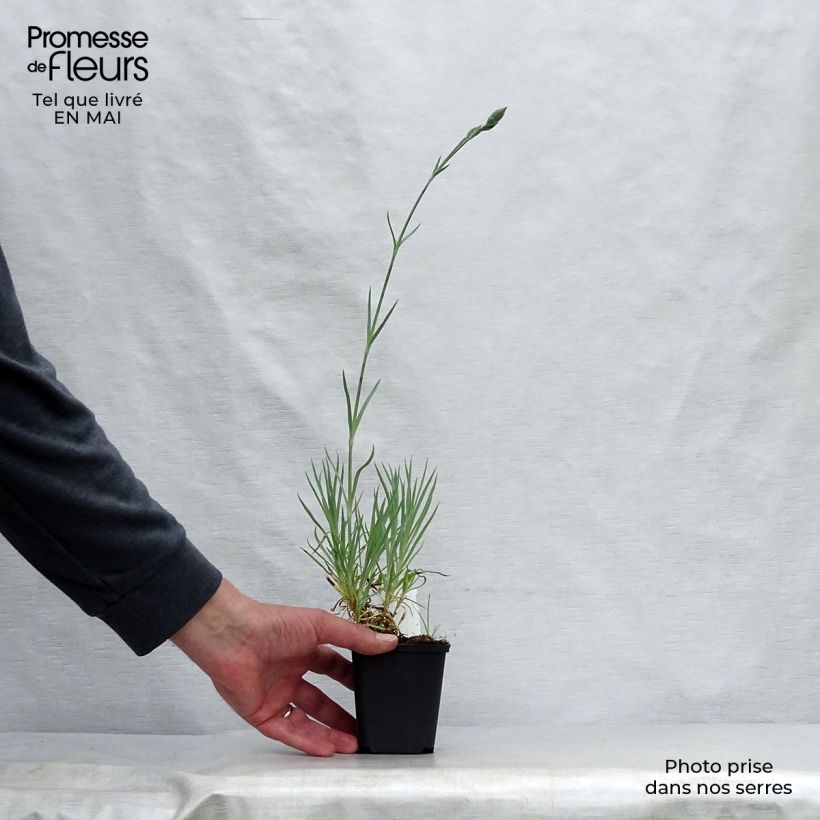 Example of Dianthus allwoodii Alice - Garten-Nelke Kleine Töpfe von 8/9 cm as you get in printemps