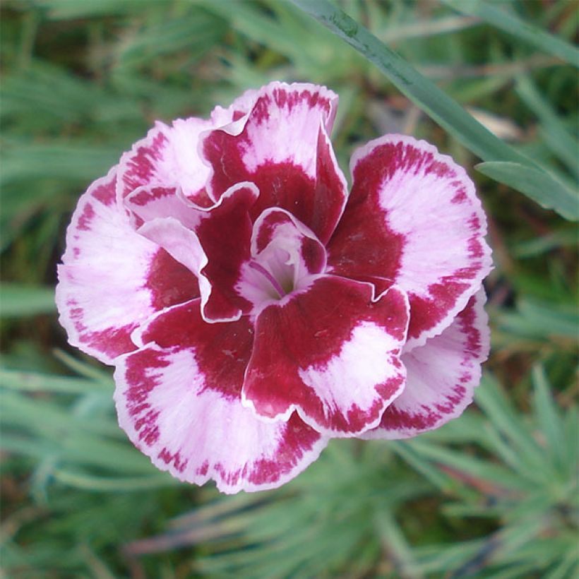 Dianthus alwoodii Romeo - Garten-Nelke (Flowering)