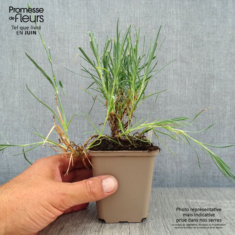Exemplar von Dianthus alwoodii Romeo - Garten-Nelke Kleine Töpfe von 8/9 cm wie im Sommer geliefert
