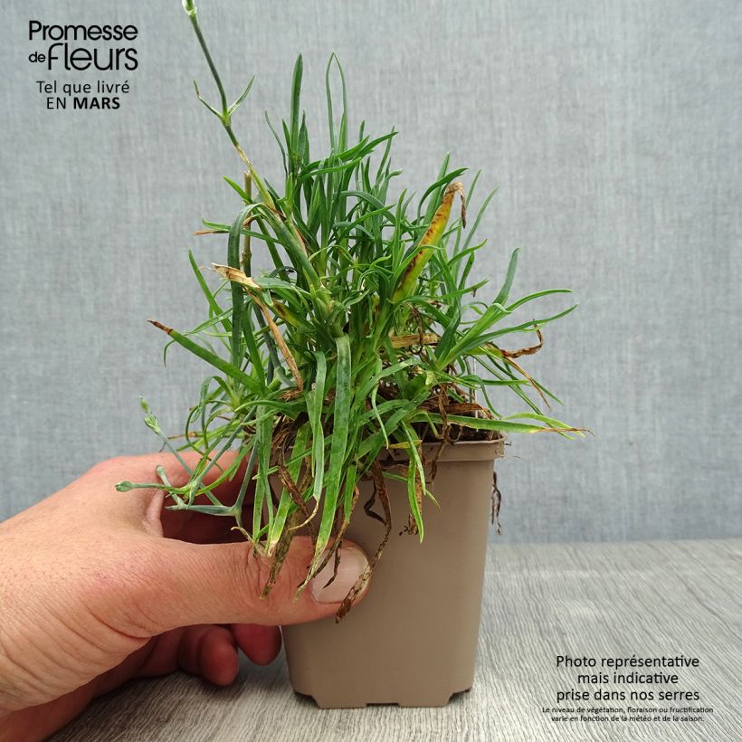 Example of Dianthus alwoodii Romeo - Garten-Nelke Kleine Töpfe von 8/9 cm as you get in printemps