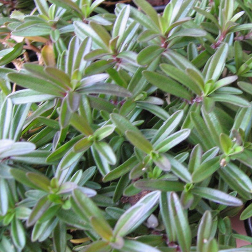 Heide-Nelke Albiflorus - Dianthus deltoides (Foliage)