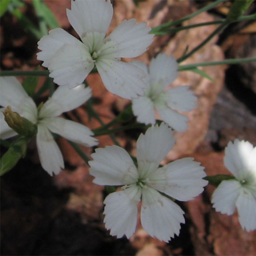Heide-Nelke Albiflorus - Dianthus deltoides (Flowering)