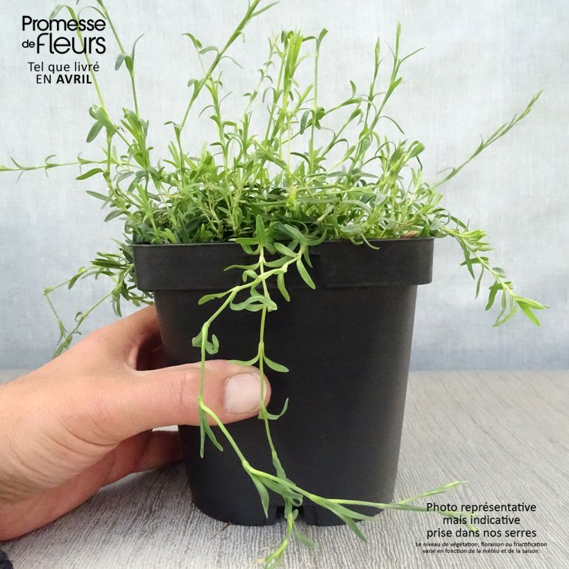 Example of Heide-Nelke Albiflorus - Dianthus deltoides Topf mit 2L/3L as you get in printemps