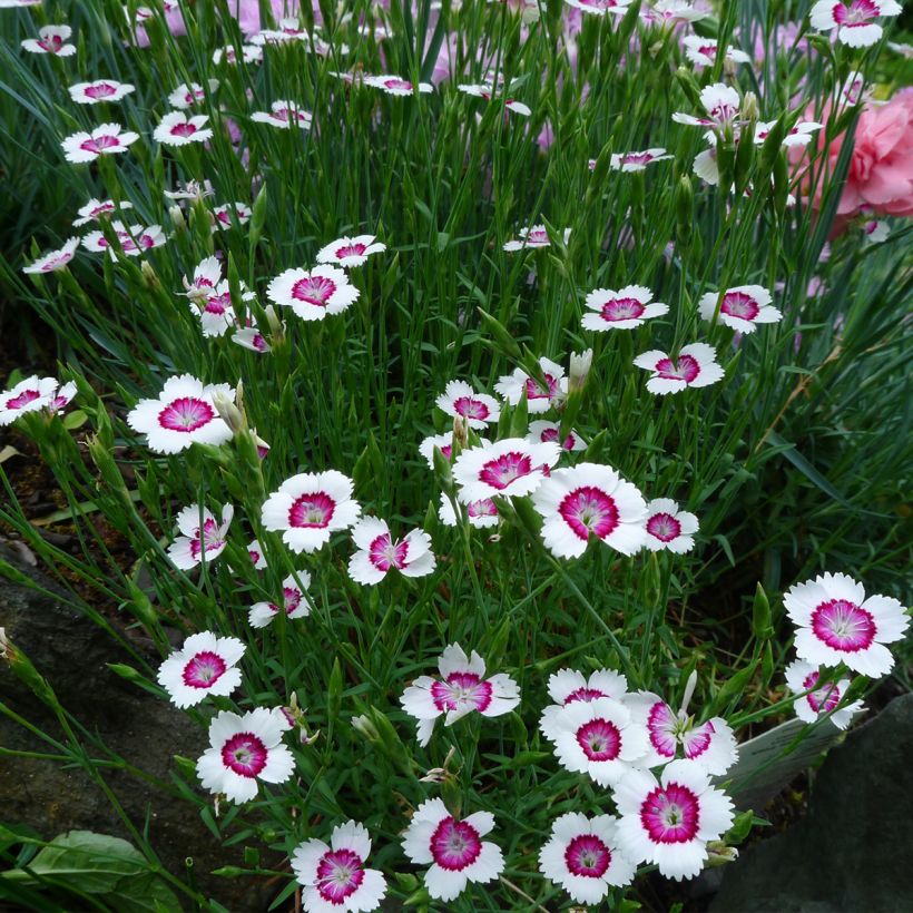 Heide-Nelke Arctic Fire - Dianthus deltoides (Wuchs)