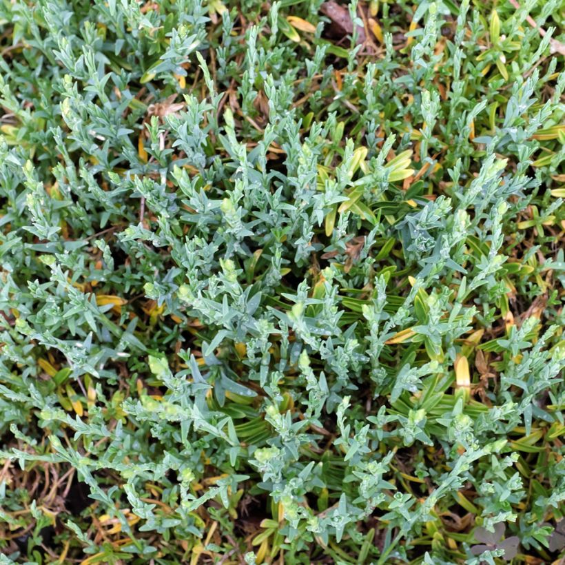 Heide-Nelke Arctic Fire - Dianthus deltoides (Laub)