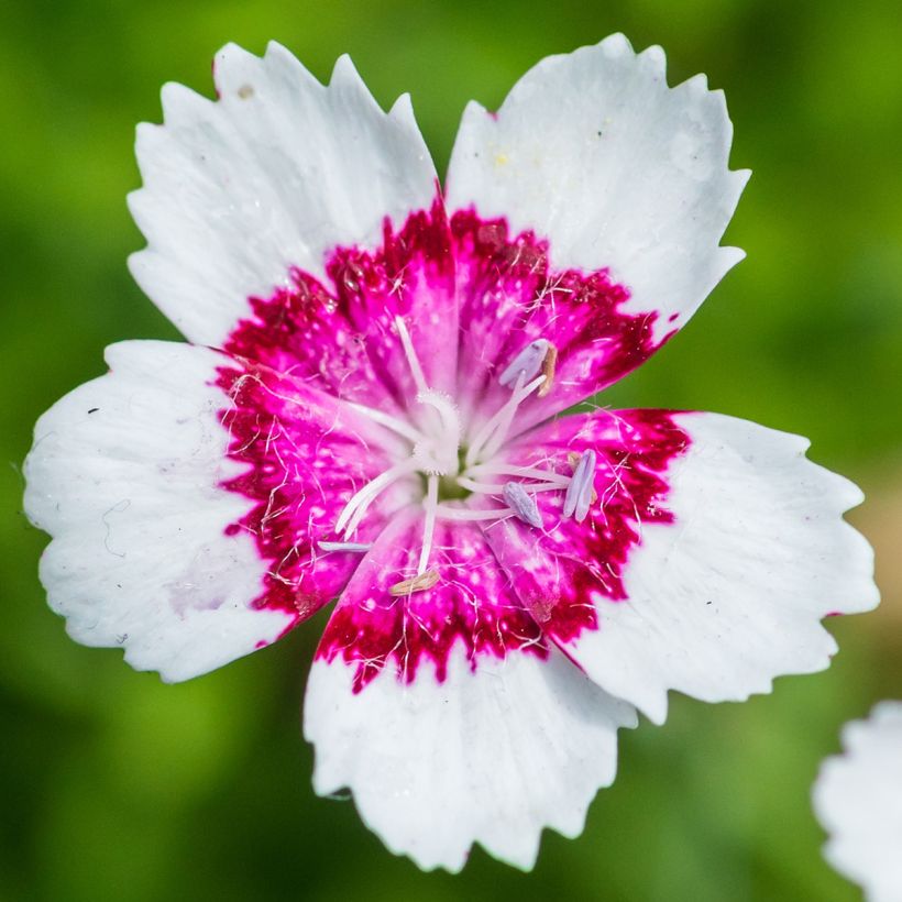 Heide-Nelke Arctic Fire - Dianthus deltoides (Blüte)