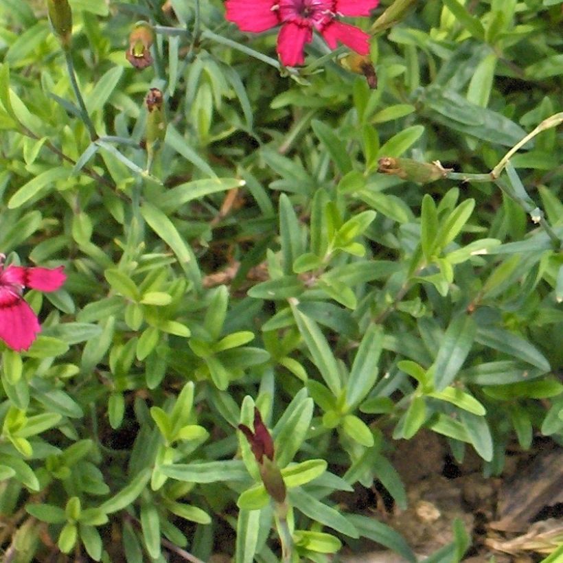 Heide-Nelke Brillant - Dianthus deltoides (Foliage)