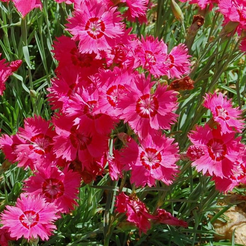 Heide-Nelke Brillant - Dianthus deltoides (Flowering)