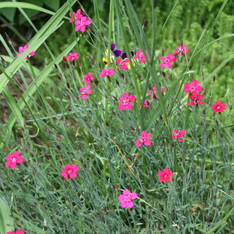 Heide-Nelke Brillant - Dianthus deltoides (Plant habit)