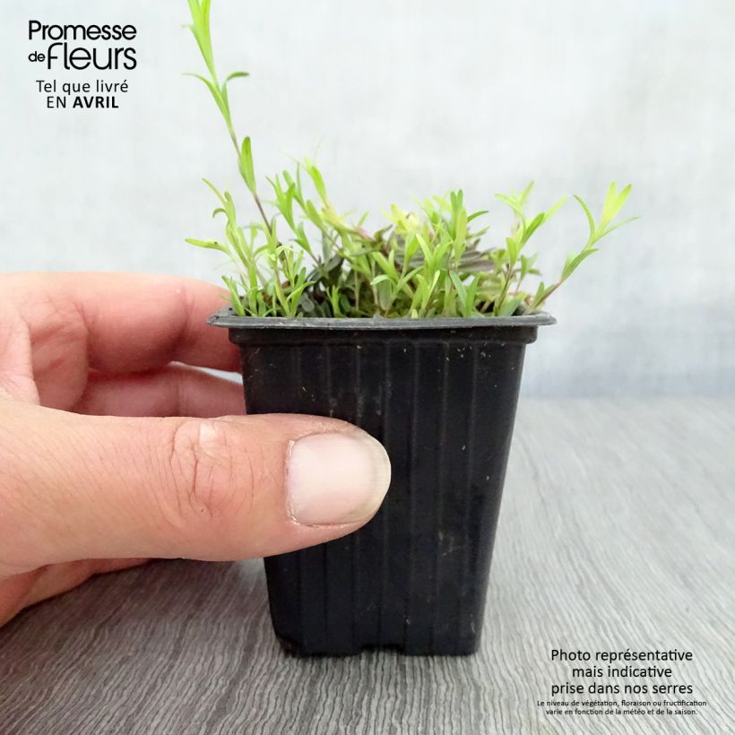 Example of Heide-Nelke Brillant - Dianthus deltoides Kleine Töpfe von 7/8 cm as you get in printemps