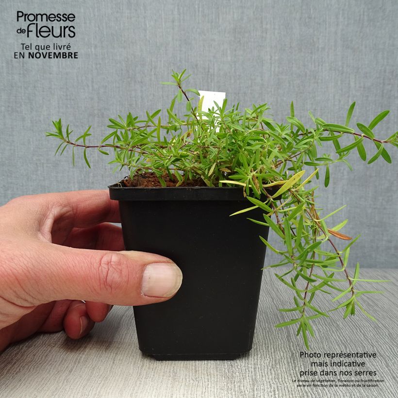 Exemplar von Heide-Nelke Flashing Light - Dianthus deltoides Kleine Töpfe von 8/9 cm wie im Herbst geliefert