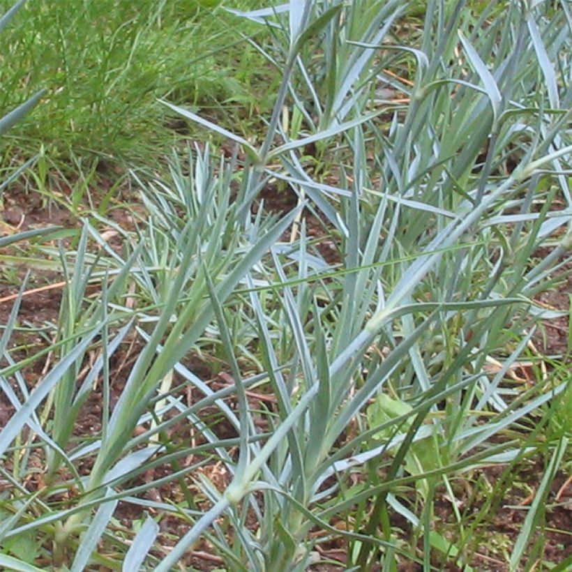 Pfingst-Nelke Badenia - Dianthus gratianopolitanus (Foliage)