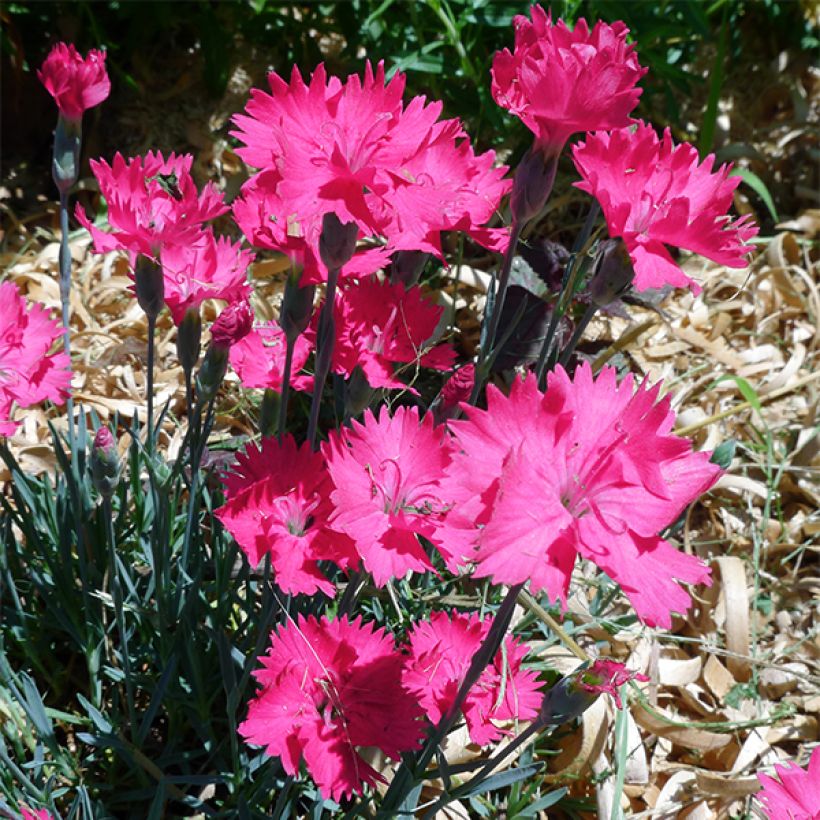 Pfingst-Nelke Badenia - Dianthus gratianopolitanus (Flowering)