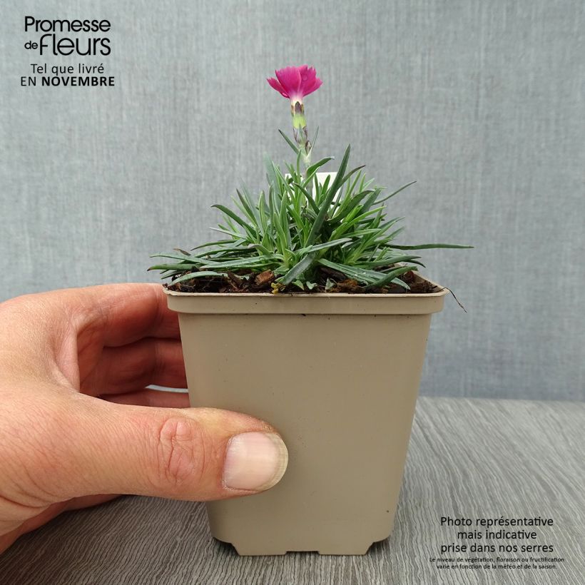 Exemplar von Pfingst-Nelke Badenia - Dianthus gratianopolitanus Kleine Töpfe von 8/9 cm wie im Herbst geliefert