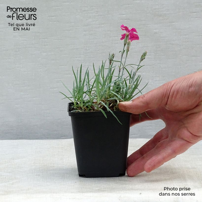 Example of Pfingst-Nelke Badenia - Dianthus gratianopolitanus Kleine Töpfe von 8/9 cm as you get in printemps
