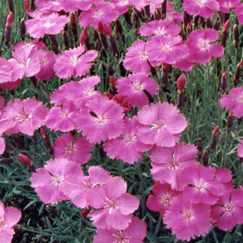 Pfingst-Nelke Eydangeri - Dianthus gratianopolitanus (Flowering)