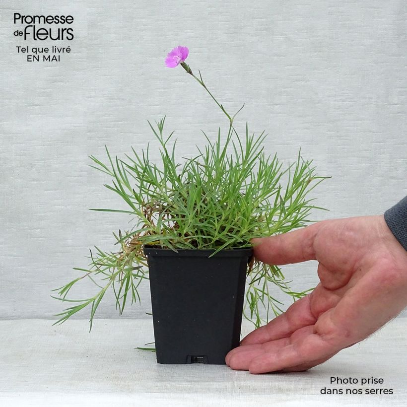 Example of Pfingst-Nelke Eydangeri - Dianthus gratianopolitanus Kleine Töpfe von 8/9 cm as you get in printemps