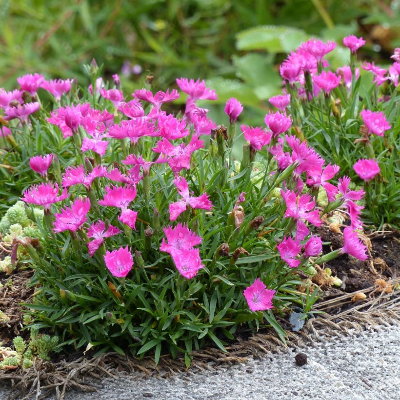 Pfingst-Nelke Kahori - Dianthus gratianopolitanus (Wuchs)