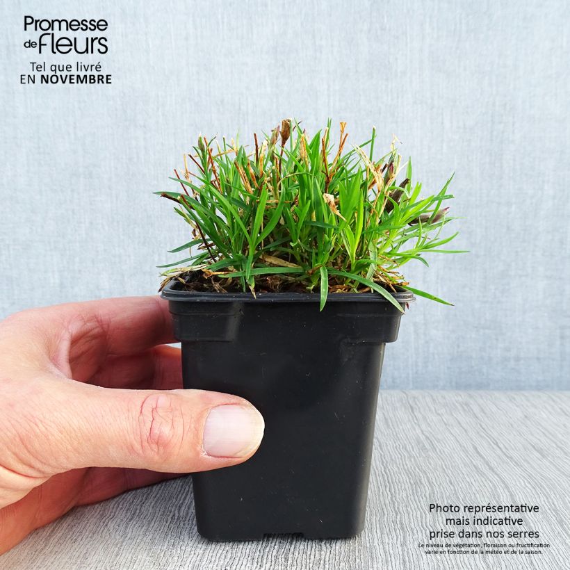 Exemplar von Pfingst-Nelke Kahori - Dianthus gratianopolitanus Kleine Töpfe von 7/8 cm wie im Herbst geliefert