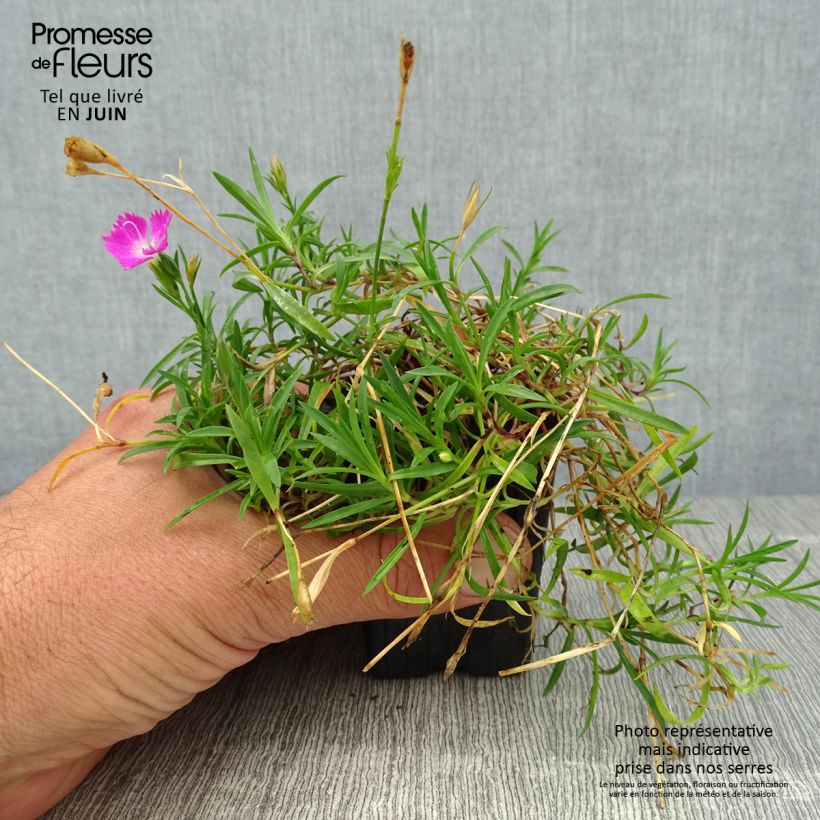 Exemplar von Pfingst-Nelke Kahori - Dianthus gratianopolitanus Kleine Töpfe von 7/8 cm wie im Sommer geliefert