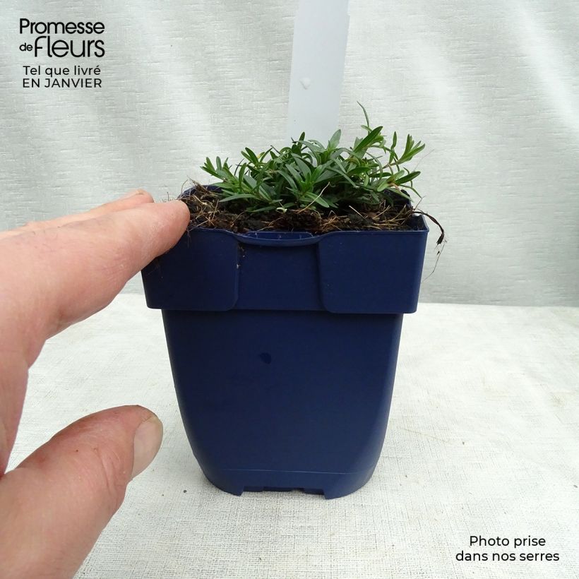 Example of Pfingst-Nelke Splendens - Dianthus gratianopolitanus Kleine Töpfe von 8/9 cm as you get in hiver