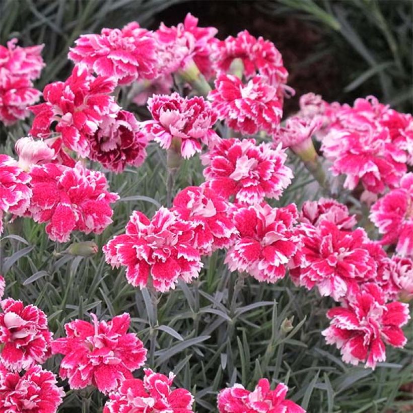 Pfingst-Nelke Whatfield Gem - Dianthus gratianopolitanus (Flowering)