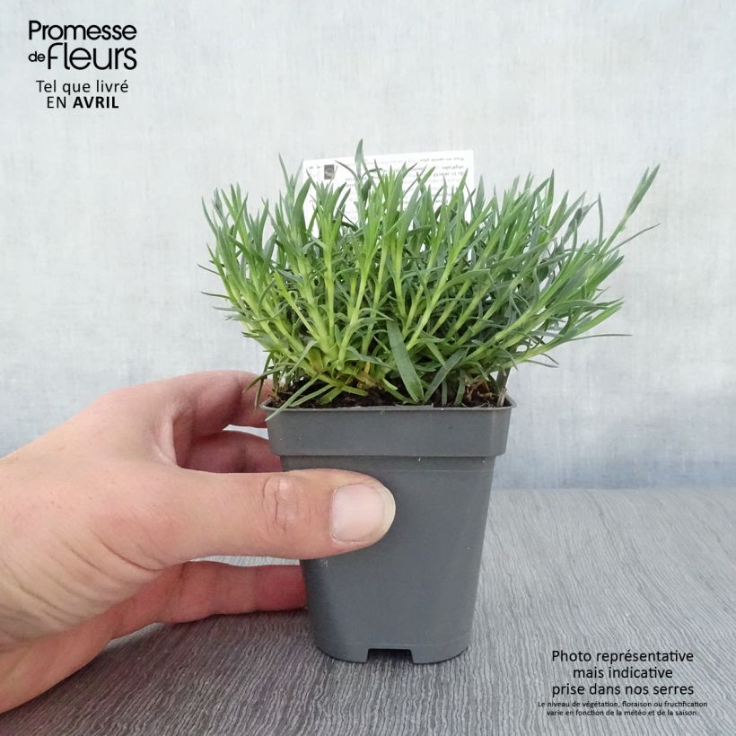 Example of Pfingst-Nelke Whatfield Gem - Dianthus gratianopolitanus Kleine Töpfe von 8/9 cm as you get in printemps