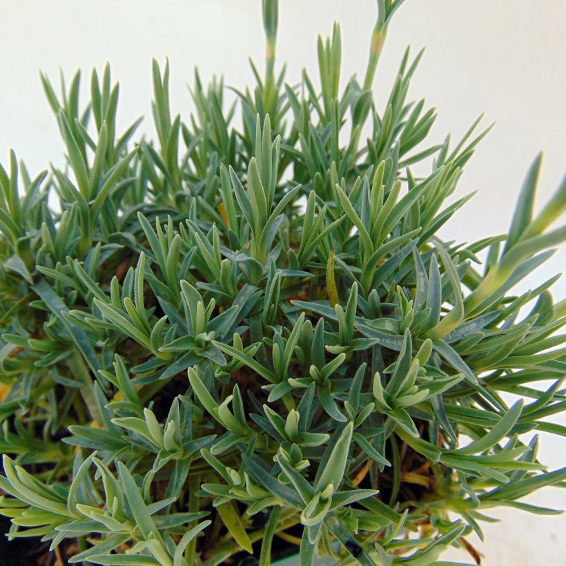 Pfingst-Nelke Whatfield Gem - Dianthus gratianopolitanus (Foliage)
