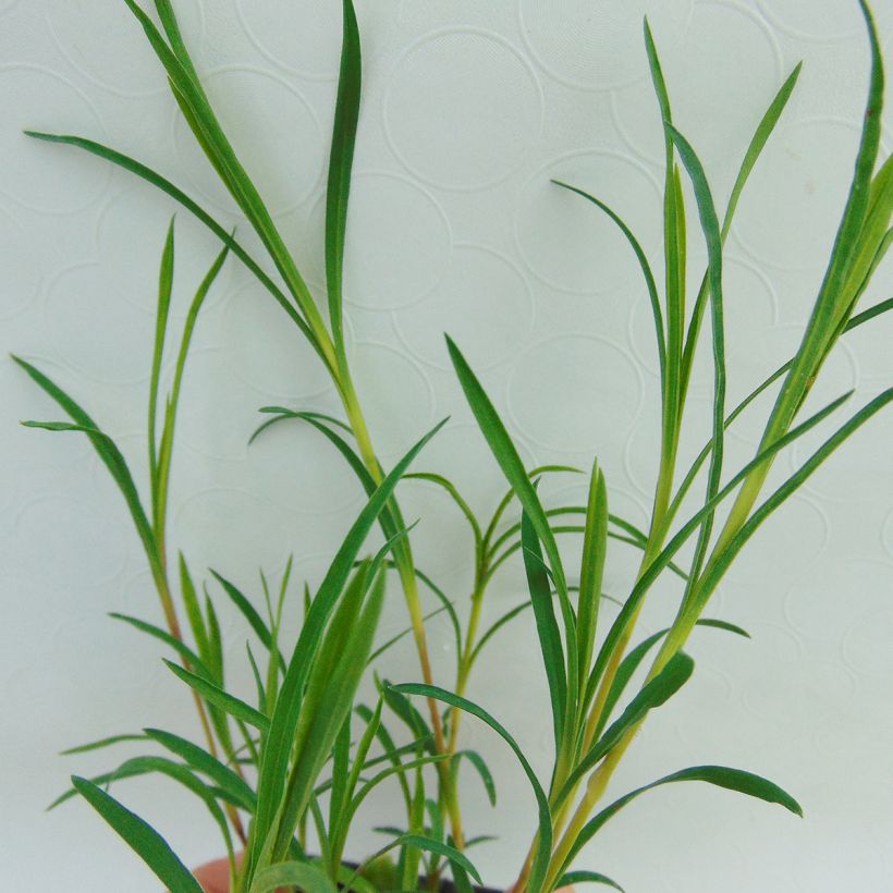 Schwefel-Nelke - Dianthus knappii (Foliage)