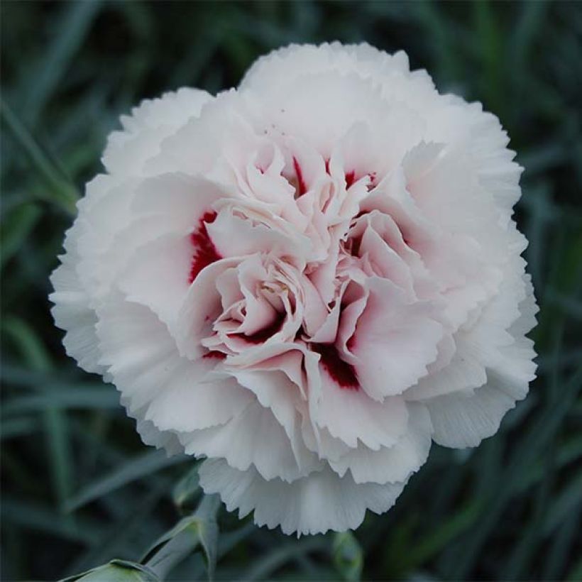 Feder-Nelke Cranmere Pool - Dianthus plumarius (Flowering)