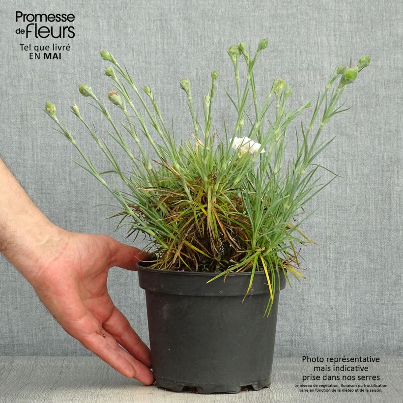 Example of Feder-Nelke Cranmere Pool - Dianthus plumarius Topf mit 2L/3L as you get in printemps